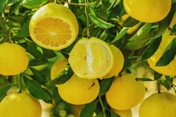 How to grow lemons in your balcony garden and enjoy refreshing lemonade this summer