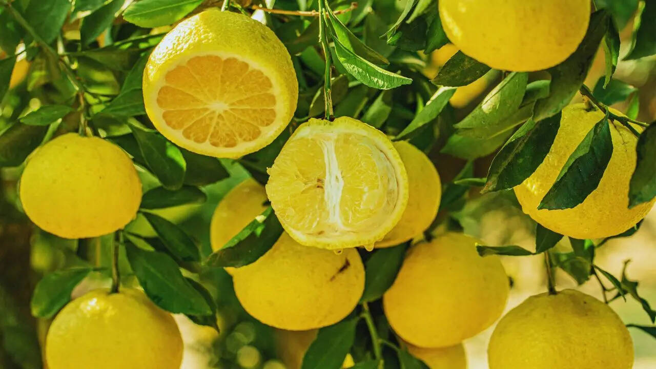 How to grow lemons in your balcony garden and enjoy refreshing lemonade this summer