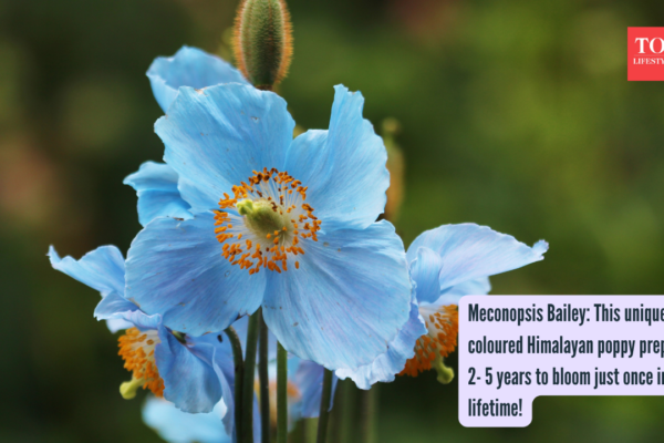 Himalayan Blue Poppy: Meconopsis Bailey: This unique blue coloured Himalayan poppy prepares for 2- 5 years to bloom just once in a lifetime!