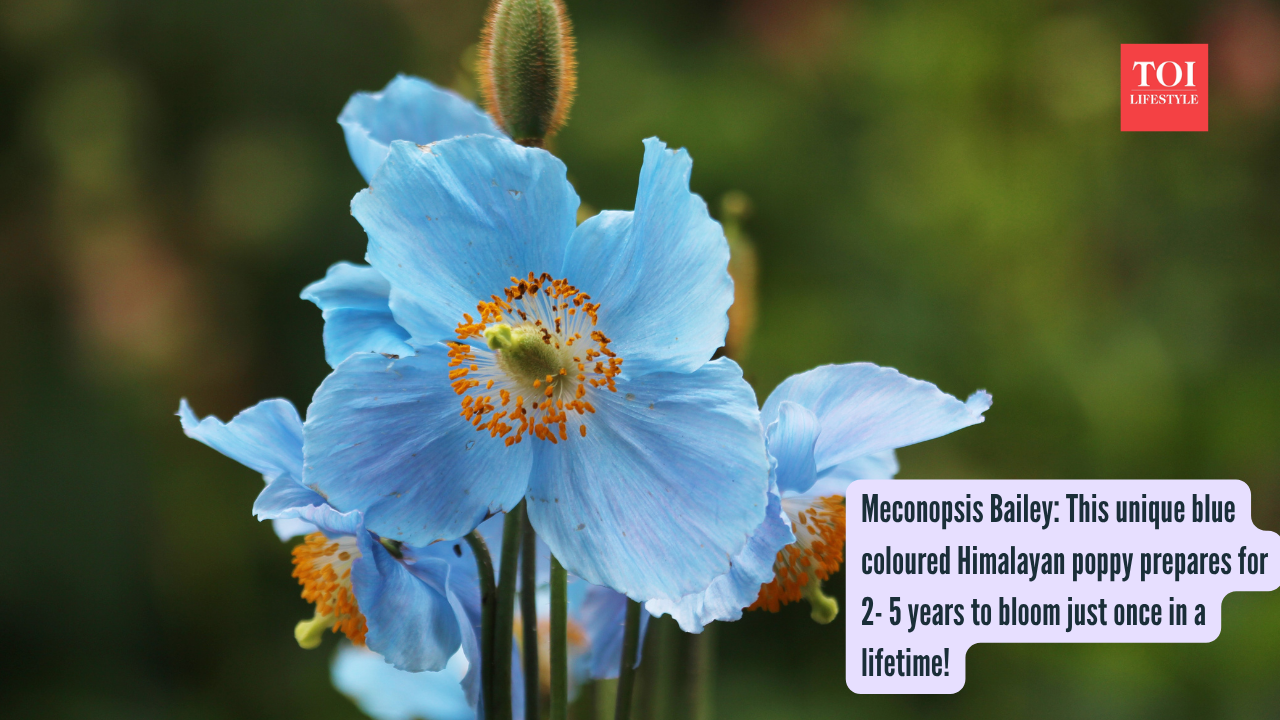 Himalayan Blue Poppy: Meconopsis Bailey: This unique blue coloured Himalayan poppy prepares for 2- 5 years to bloom just once in a lifetime!
