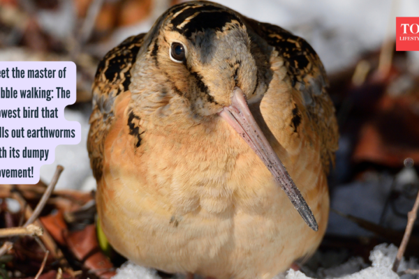 Meet the master of wobble walking: The slowest bird that pulls out earthworms with its dumpy movement!