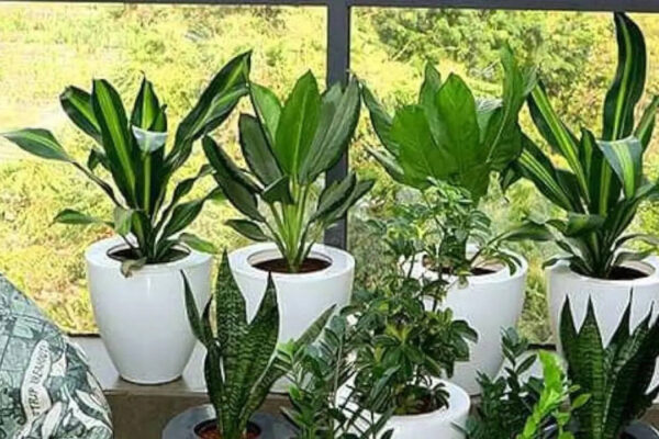 Low-maintenance indoor plants for busy professionals; A look at the ones that actually survive