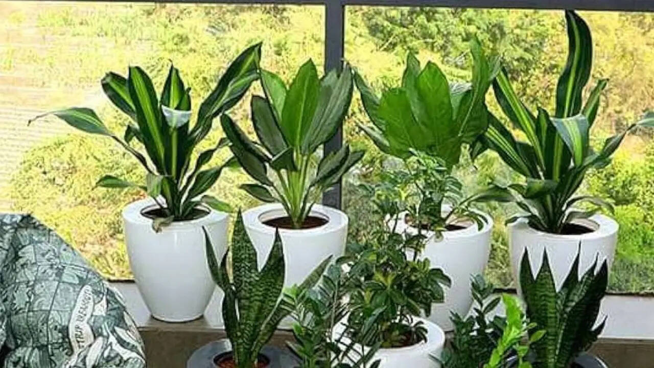 Low-maintenance indoor plants for busy professionals; A look at the ones that actually survive