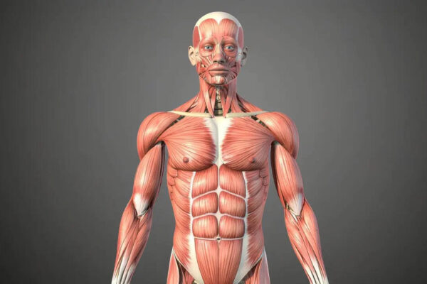 5 largest muscles of the human body