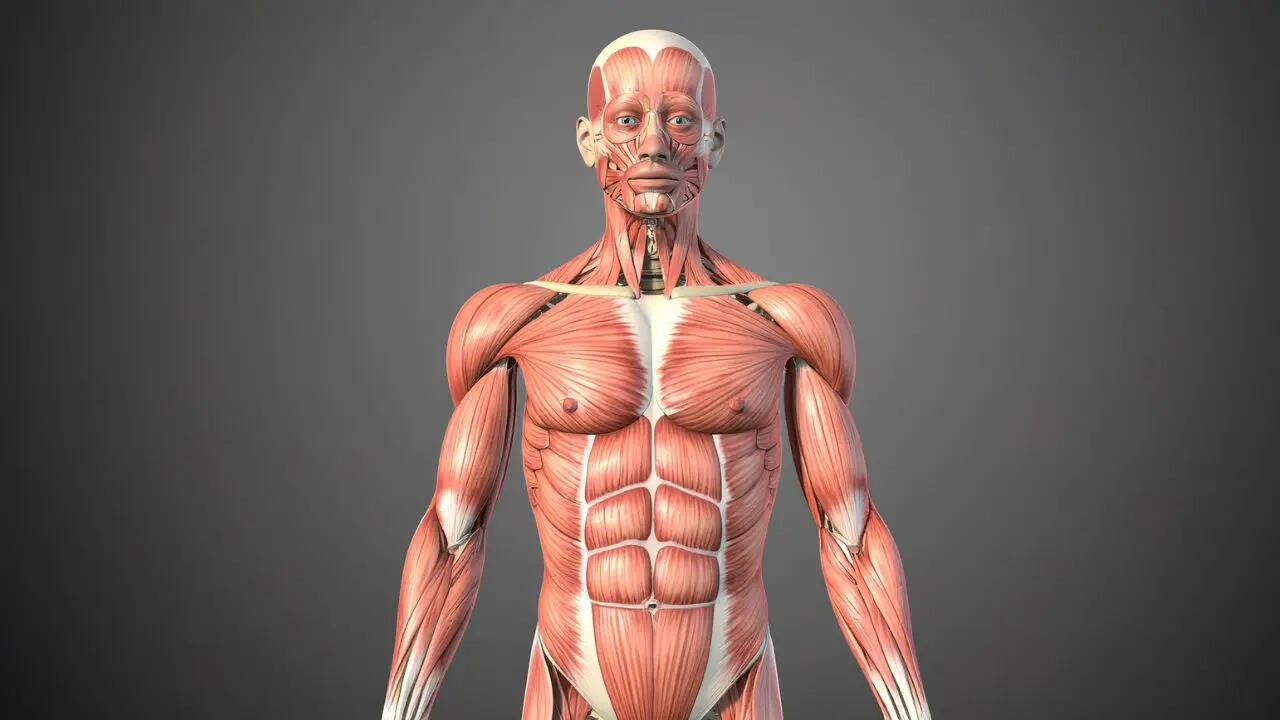 5 largest muscles of the human body