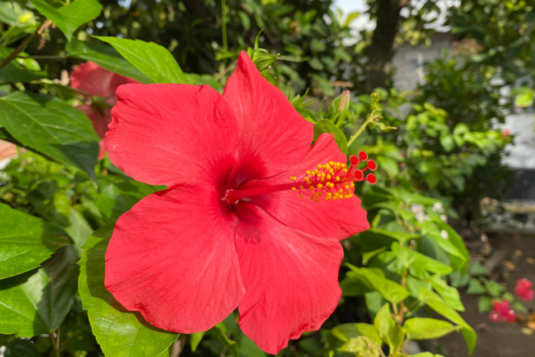 Growing Hibiscus at home this summer isn’t hard, if you get the basics right