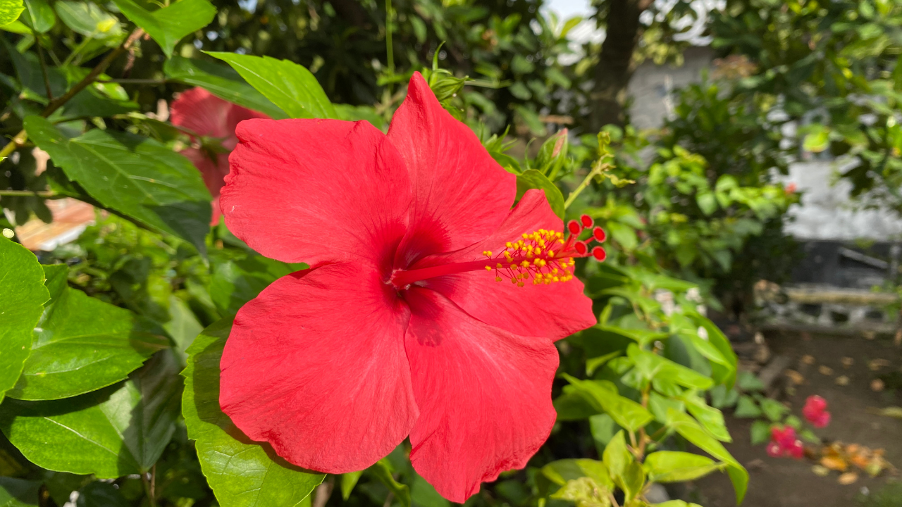 Growing Hibiscus at home this summer isn’t hard, if you get the basics right