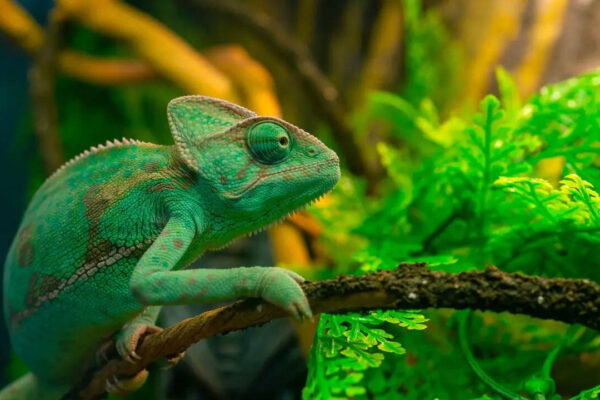 Not just chameleons; 5 animals that can change colour