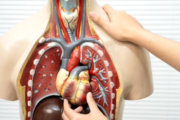 Foods that support your lungs, liver, gut, and eyes