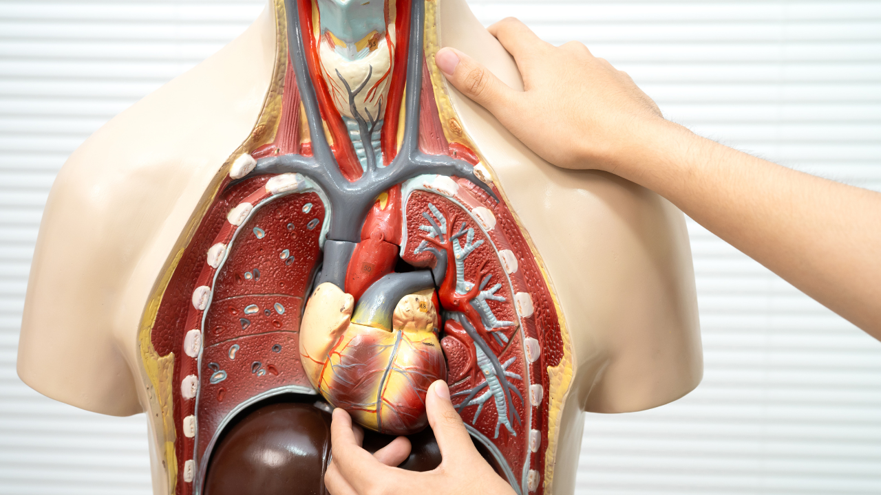 Foods that support your lungs, liver, gut, and eyes