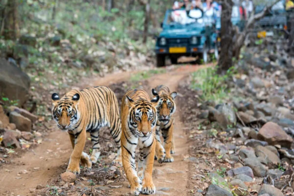 Good Friday long weekend escapes from Delhi: Top national parks in India for a wildlife break