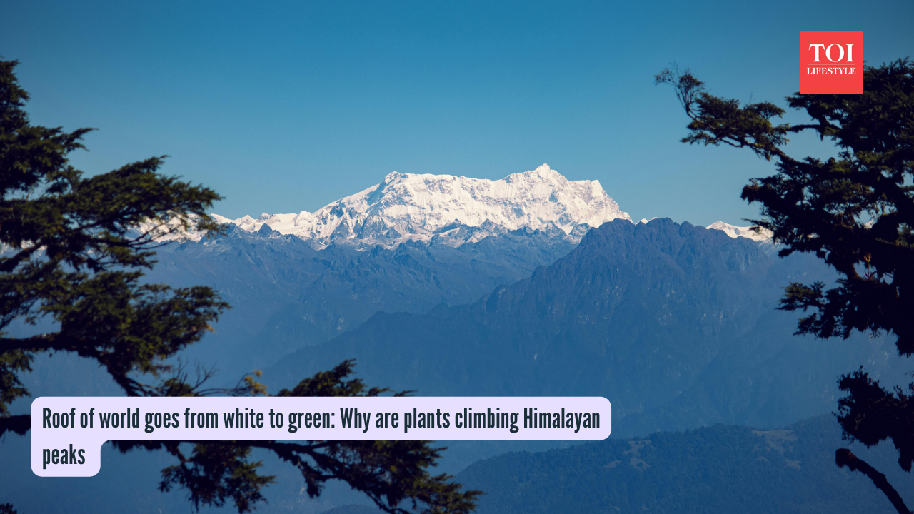 Himalayas Plant Growth: Roof of world goes from white to green: Why are plants climbing Himalayan peaks