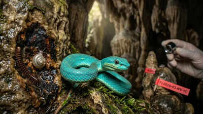 Scientists discovered at least 11 new species in Cambodia's rocky ecosystems |