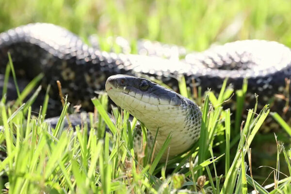Do snake plants really attract snakes: Understanding the truth about their appearance and why they are linked to snakes |