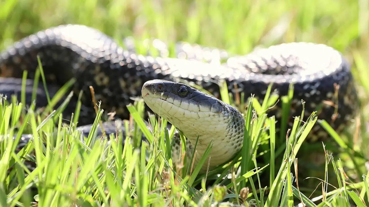 Do snake plants really attract snakes: Understanding the truth about their appearance and why they are linked to snakes |