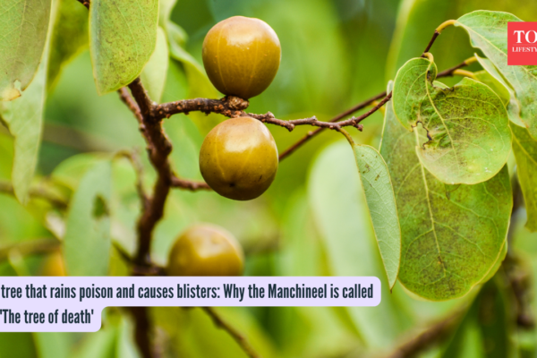 The tree that rains poison and causes blisters: Why the Manchineel is called the 'The tree of death'