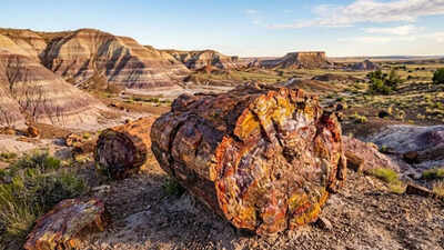This 225-million-year-old ‘stone wood’ in Arizona is more valuable than gold |