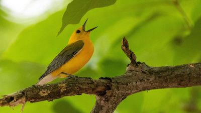 When birds sing around your home: Science says it’s boosting your mind and well-being |