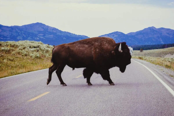 8 powerful wild animals you can spot in Yellowstone National Park (if you’re lucky)