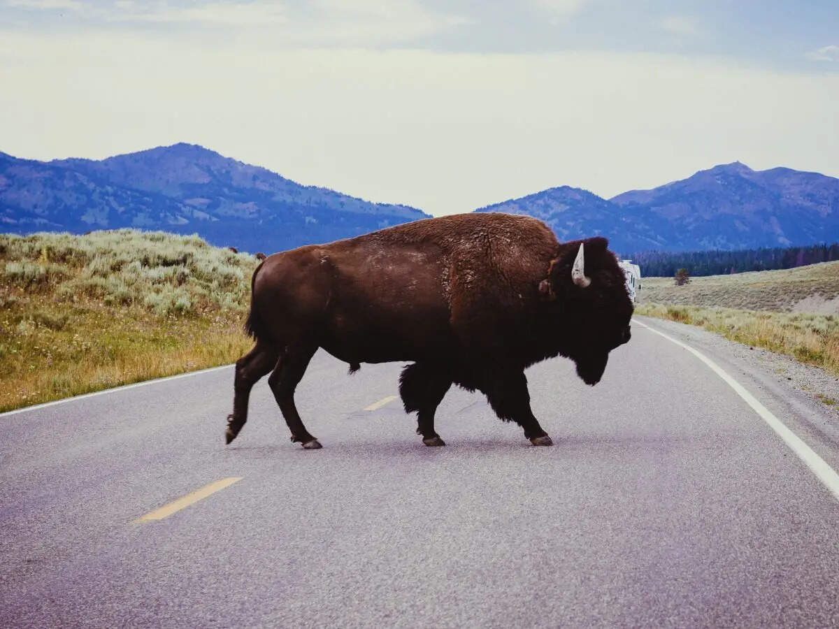 8 powerful wild animals you can spot in Yellowstone National Park (if you’re lucky)