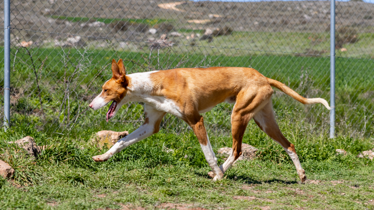​5 dog breeds that are good hunters and total home heroes!​