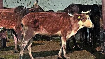 Bareilly education officers ordered to collect cattle fodder | Bareilly News