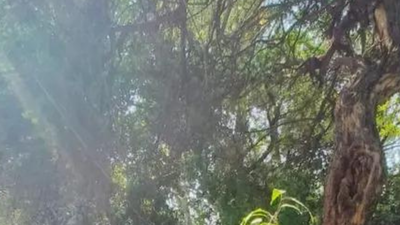 Adopt tree-based agriculture drive: Isha Foundation | India News