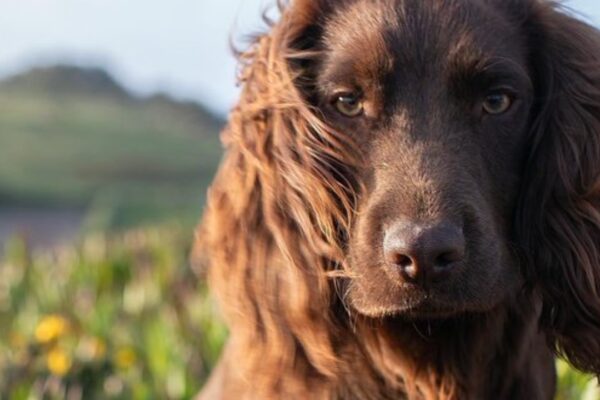 Otto Royal Family Dog: Meet Otto, the new member of British royal family who just turned 1