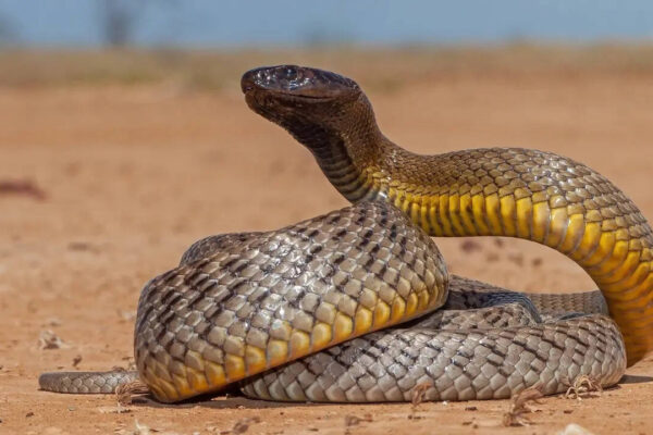 How to identify an Inland Taipan snake: Key features, habitat clues, and more