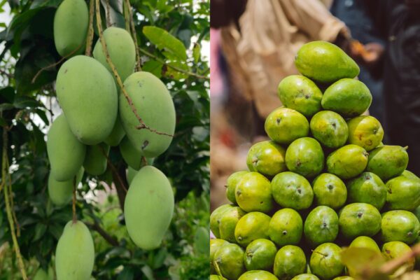 The curious story behind the Langra Aam: Why is this famous mango called ‘langra’ |
