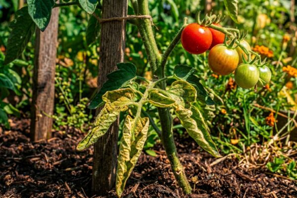 Tomato leaves curling? These 3 clues tell you exactly why |