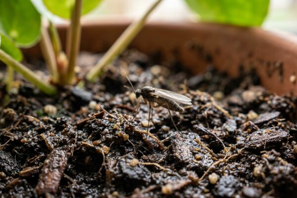 Why do tiny flies keep coming back to your plants, no matter what you do |
