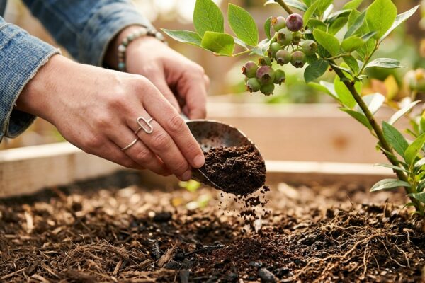You've been throwing away your blueberry plant's best fertiliser all along |