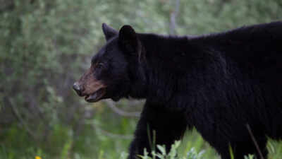 27-year-old Indian man killed in rare bear attack in Canada; last fatal incident reported 6 years ago
