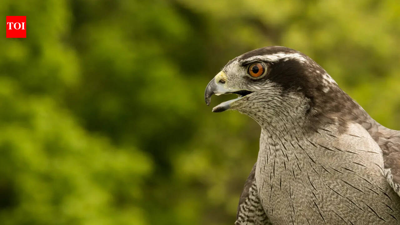 Bird Behaviour: How do forest birds react to danger |