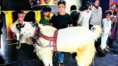 Bhopal’s best-kept Eid secret: Superstar goats worth lakhs being unveiled in style | Bhopal News