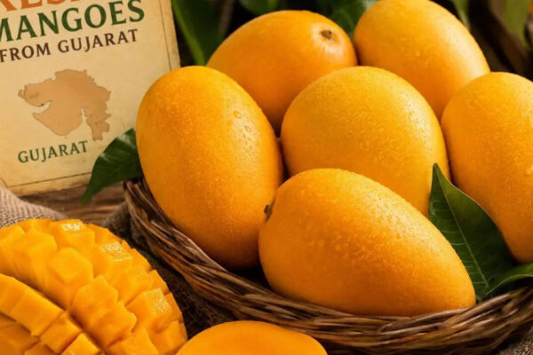 How Gujarat’s Kesar mangoes became a seasonal favourite in London Heathrow |