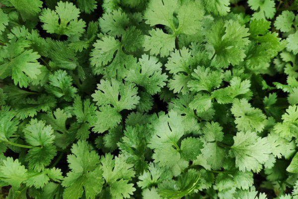 Preserve Coriander Leaves: Why coriander leaves die within two days in summer and what to do about it