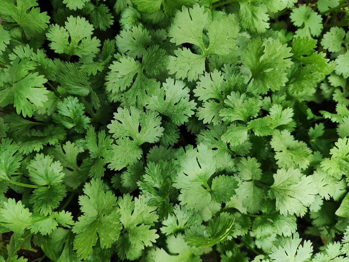 Preserve Coriander Leaves: Why coriander leaves die within two days in summer and what to do about it