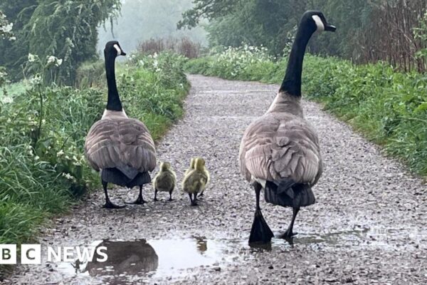 Mild and mostly dry bank holiday but heavy showers possible for some