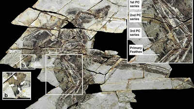 A 160-million-year-old ‘technicolour’ dinosaur fossil discovered in China with four wings and bird-like feathers |