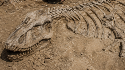 A casual dog walk in France led a man to one of the biggest dinosaur discoveries |