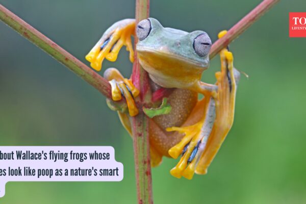 Wallace'S Flying Frogs: All about Wallace's flying frogs whose babies look like poop as a nature's smart trick