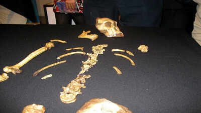 In 2008, a nine-year-old boy chasing his dog tripped over a rock and found a lost ancestor of the human race |