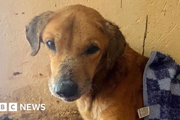 BBC uncovers the Ugandans abusing animals to elicit donations for shelters