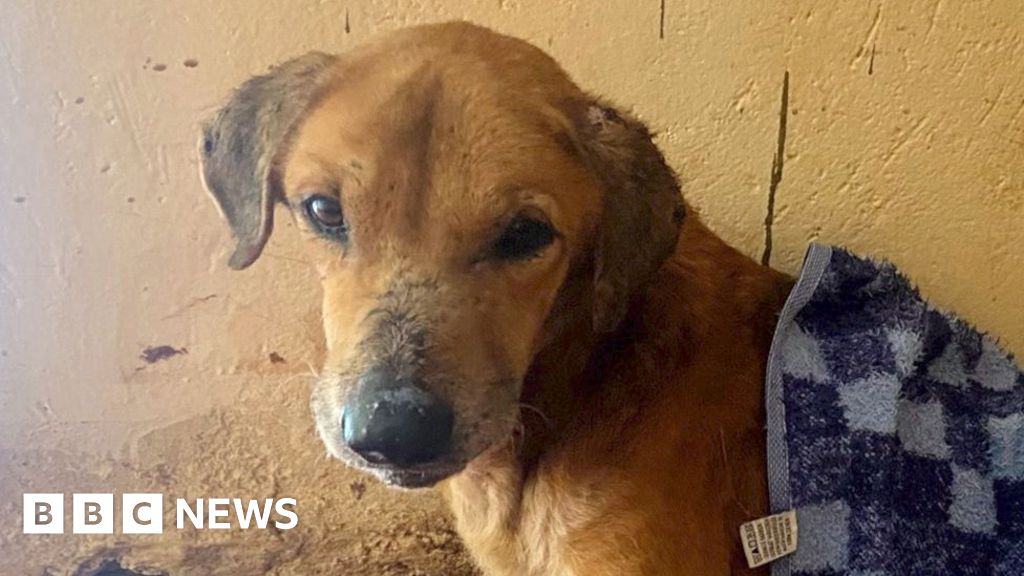 BBC uncovers the Ugandans abusing animals to elicit donations for shelters