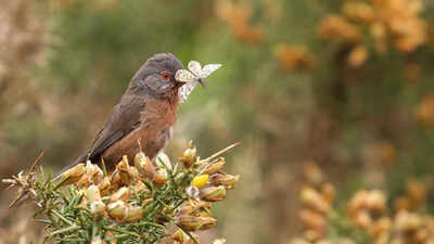 Dartford Warbler: Rare Dartford Warbler makes remarkable comeback in Britain 60 years after near extinction | World News