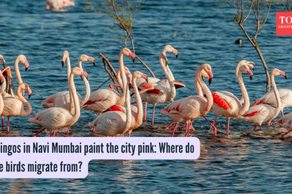 Flamingos in Navi Mumbai paint the city pink: Where do these birds migrate from?