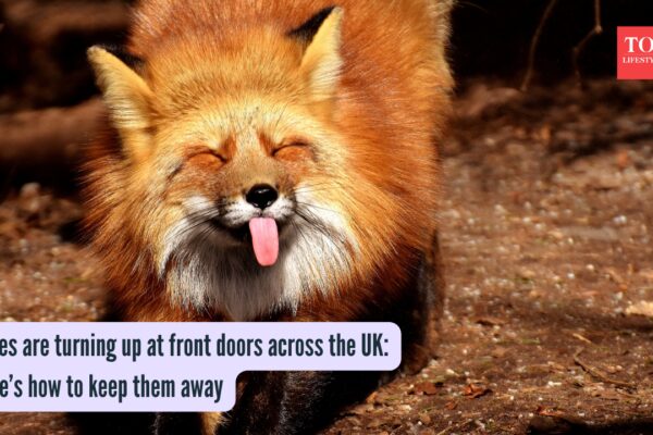 How To Keep Foxes Away: Foxes are turning up at front doors across the UK: Here’s how to keep them away
