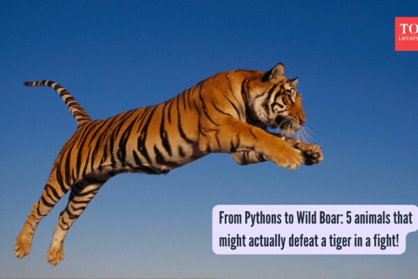 From Pythons to Wild Boar: 5 animals that might actually defeat a tiger in a fight! |